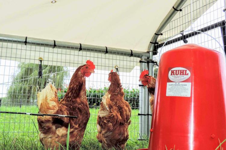 Hanging Feeder - 22 LBS.