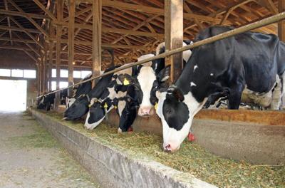 cows forage