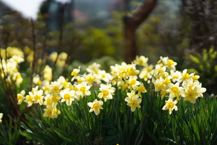 daffodils