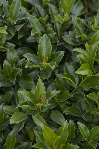 Monrovia by Doreen Wynja 44382 Ilex x meserveae 'Monwilde' Bright 'N Tight_1460BMNC.jpg