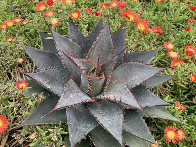 Mangave Art Sol(TM) Tooth Fairy 12581 (6).jpg