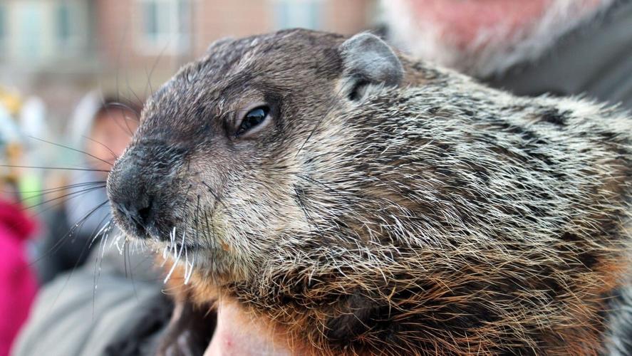 jimmy-the-groundhog.jpeg