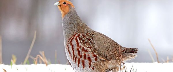 What Are the 12 Days Of Christmas Birds?