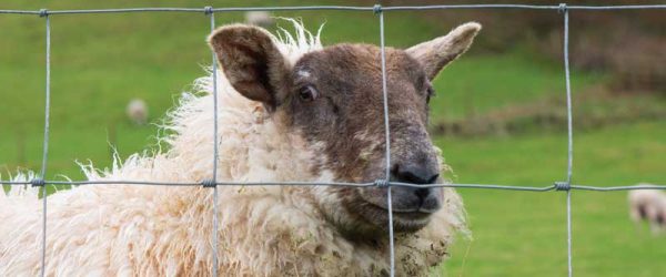 Livestock Fencing Keeps Animals In, Predators Out
