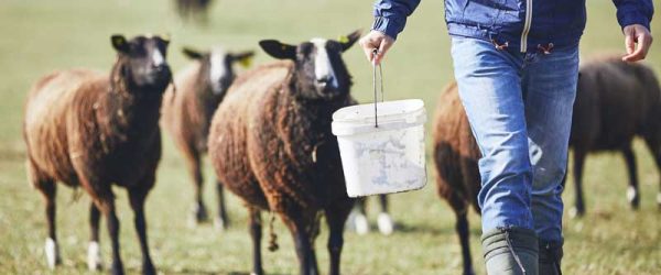 A Shepherd’s Guide To Sheep Minerals 