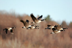 canada geese flying 