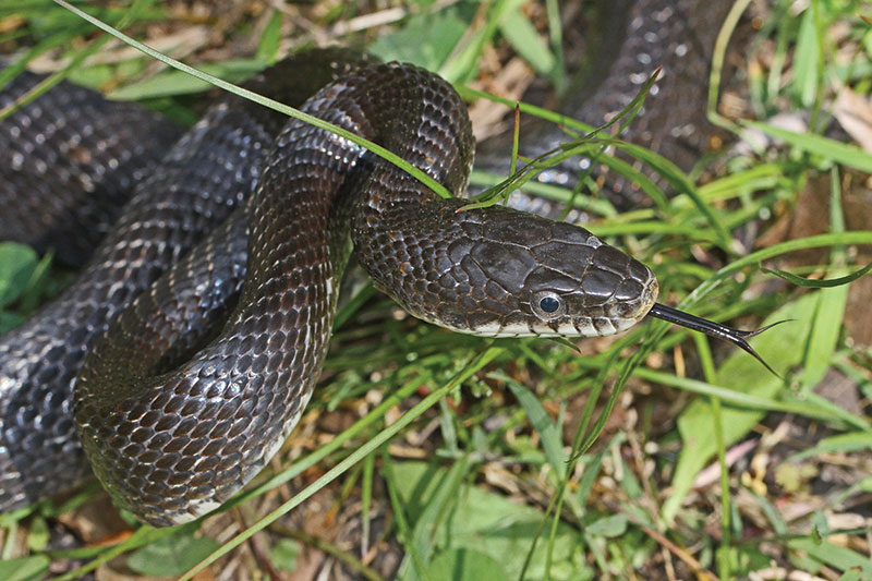 snakes black rat snake