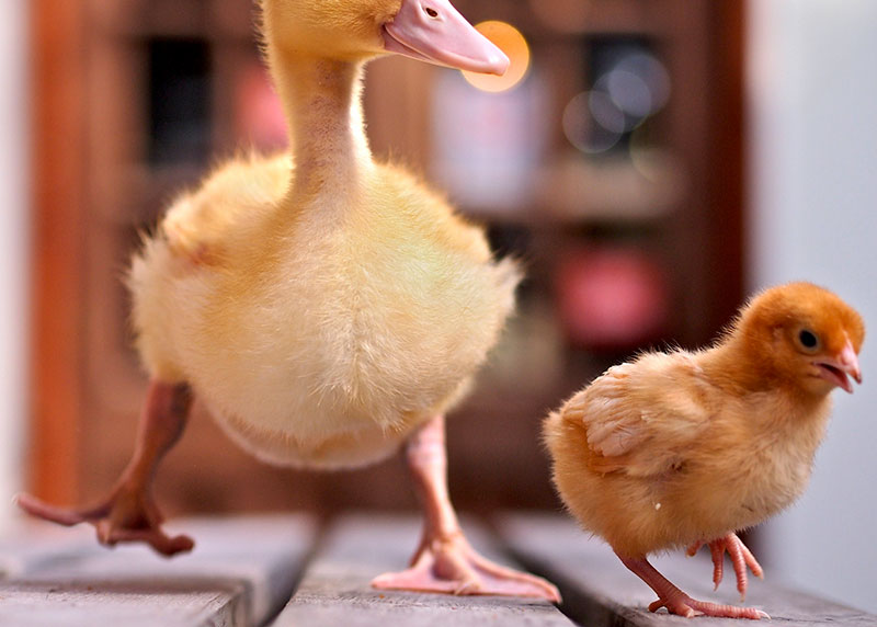 chicken and baby chicks walking