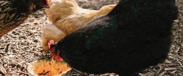 Can Chickens Eat Table Scraps?