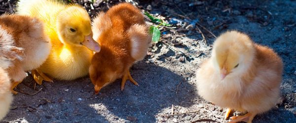 Raising Ducklings: 4 Reasons to Raise Chicks Separately