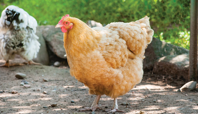 eggs egg color chickens