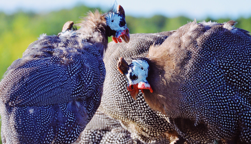 guinea fowl