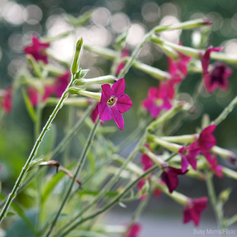 7 Self-Sowing Annuals I Love (HobbyFarms.com)