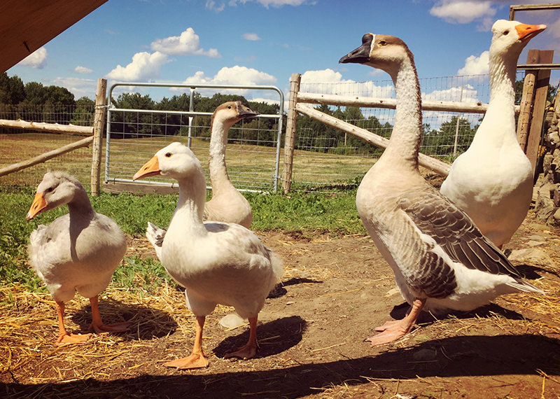 African goose