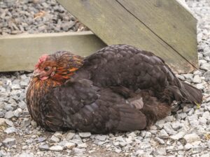 black star chicken