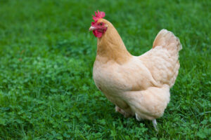 heat tolerant chicken breed buff orpington walking in grass