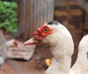 muscovy-duck-in-protected-run