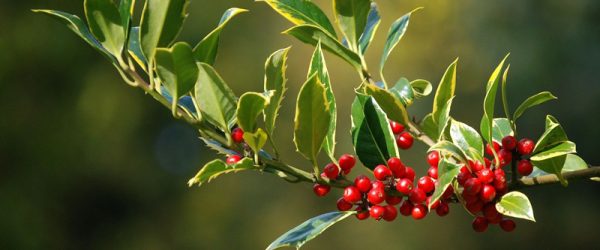 Are Christmas Plants Toxic To Chickens?