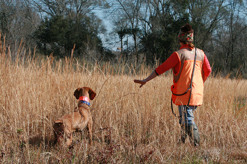 Target hunters that practice field trialing to hone in on a specific niche. Target hunters that practice field trialing to hone in on a specific niche.