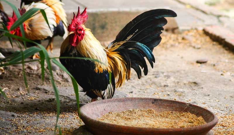 Japanese bantam