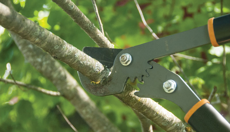 fruit trees orchard prune
