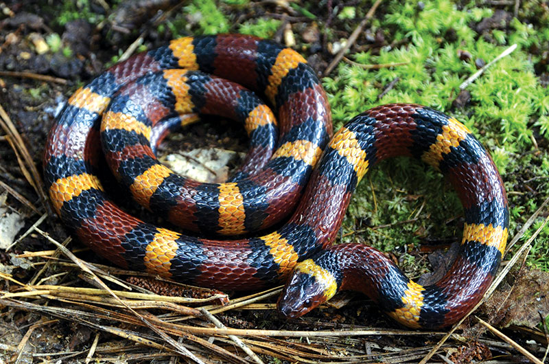 snakes king snake