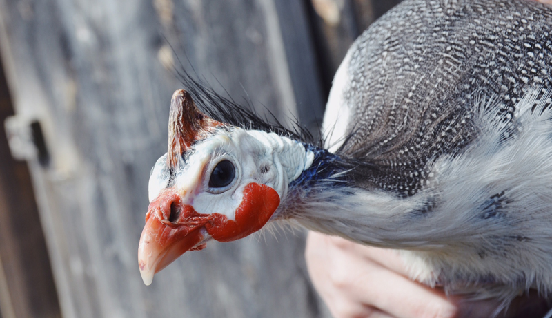 guinea fowl