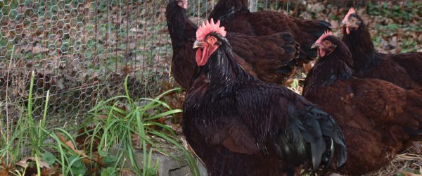 2 Families, 2 Flocks: Different Plans For Chicken-Keeping