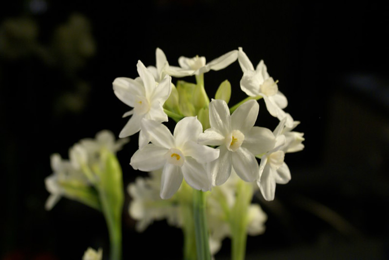 The bulb of paperwhites and all plants in the Narcissus genus is toxic and bitter. The bulb of paperwhites and all plants in the Narcissus genus is toxic and bitter.