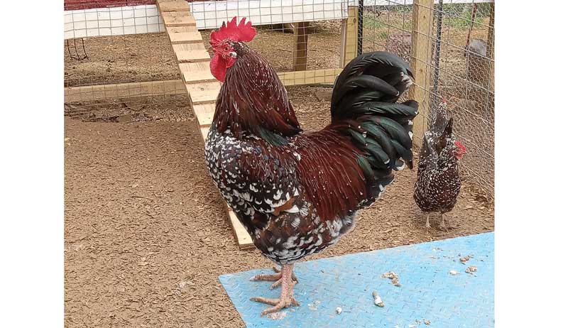 Shutterclucks