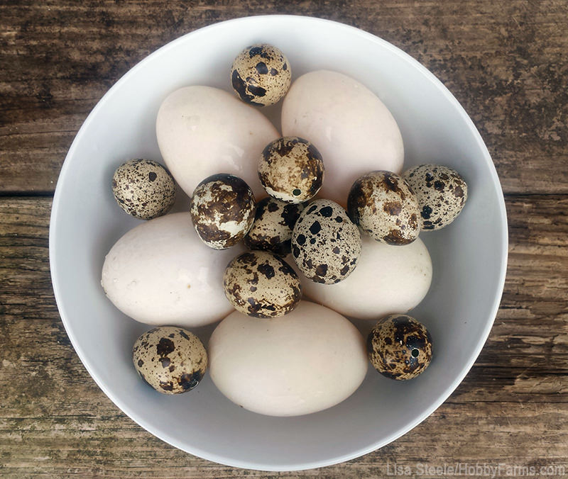 egg business sell eggs money