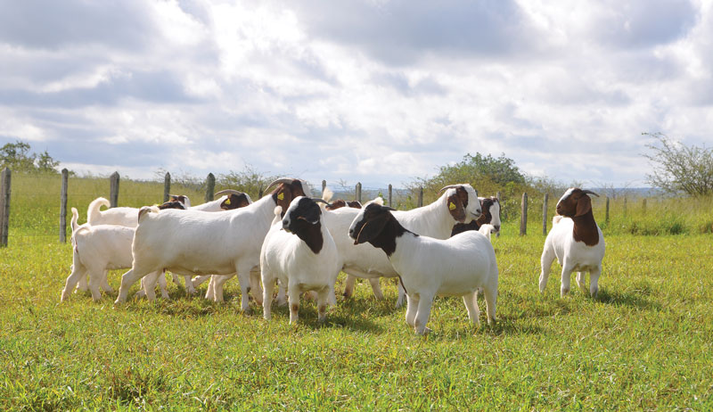 meat goats