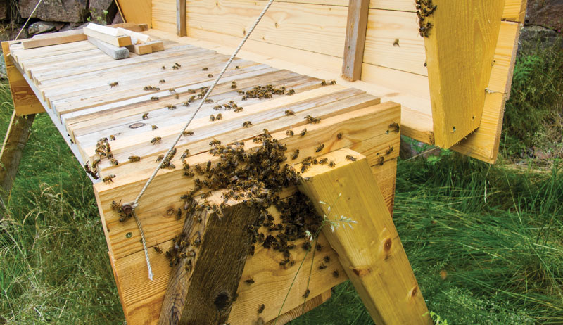 beehives beehive