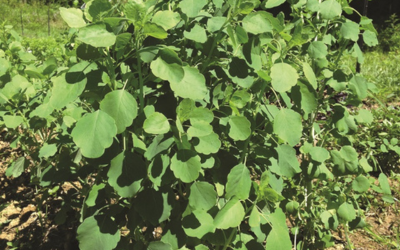 24 Best Crops to Grow in 2024: Fruits, Veggies & Herbs